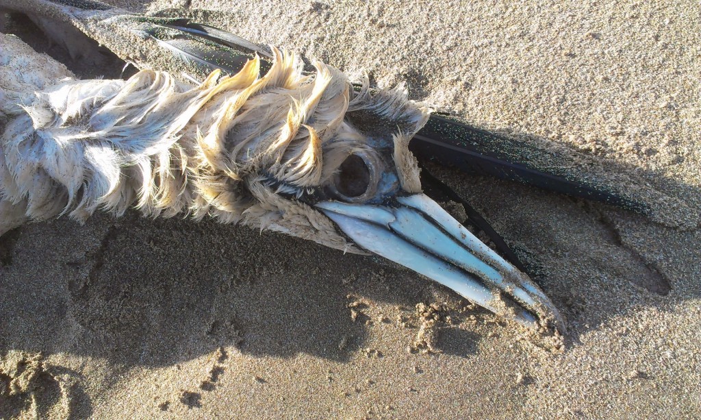 dead gannet head