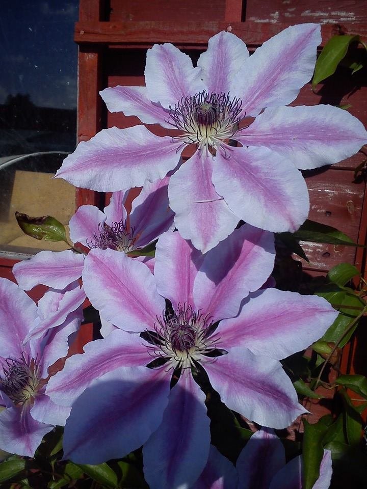 clematis